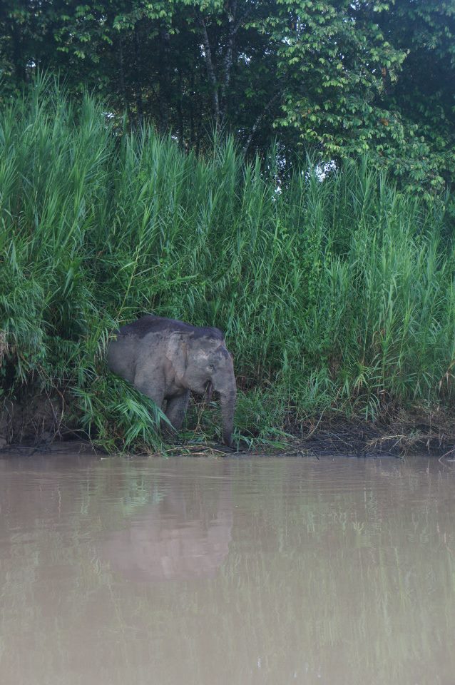 Pygmy elephant