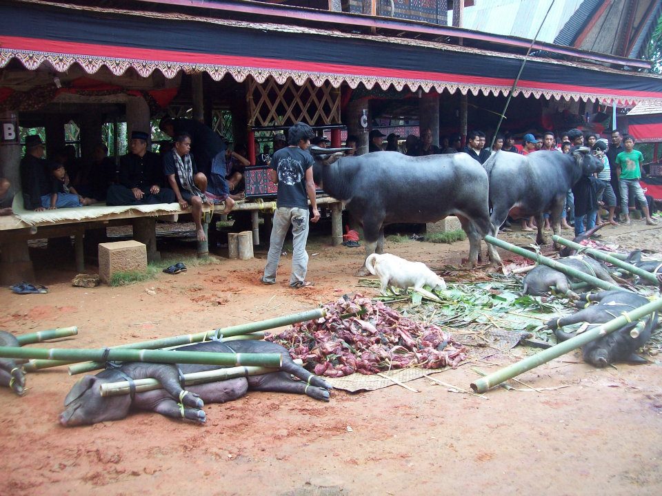 Animal sacrifice at a funeral in Sulawesi