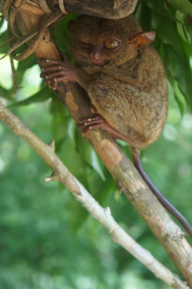 Tarsier at a sanctuary in Loboc.