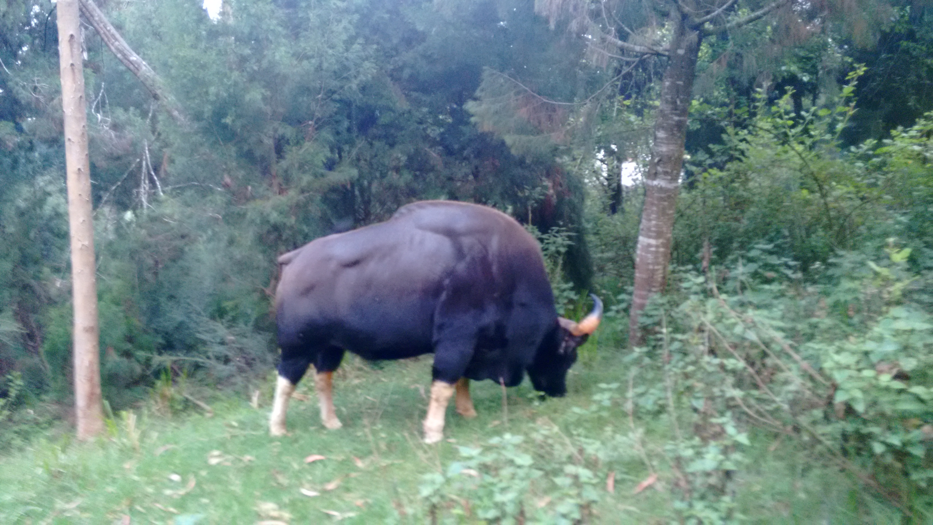 Bison, Kodaikanal.