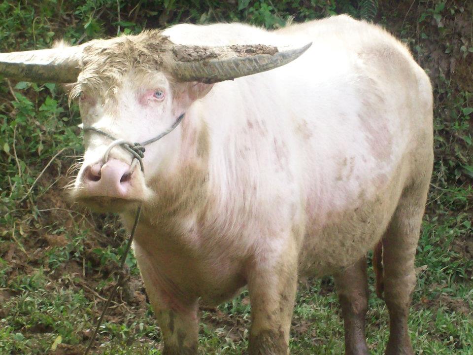 Albino buffalo, Sulawesi