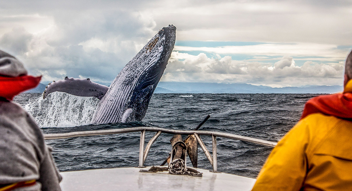 giant whale watching