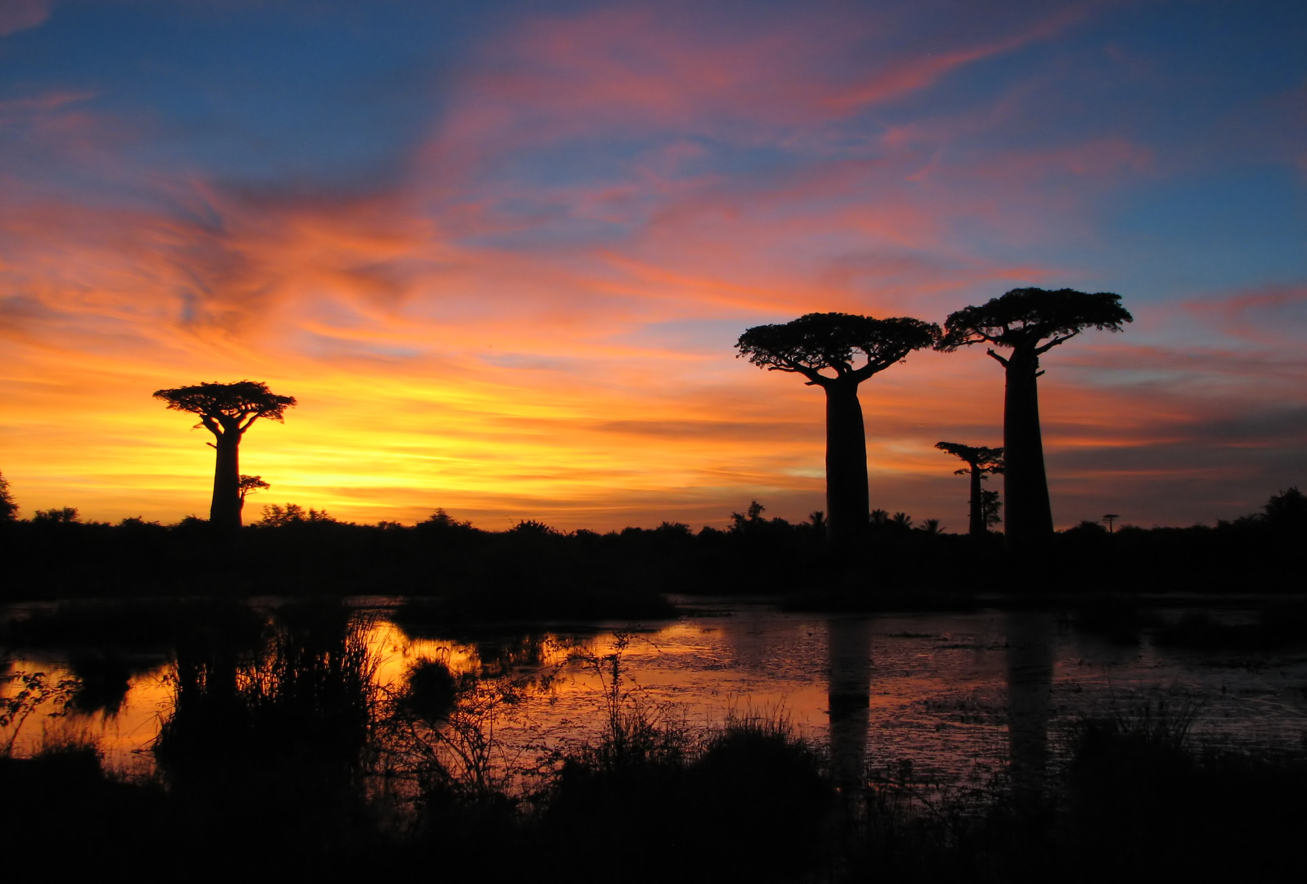  Avenue of the Baobabs, Madagascar