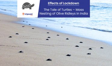 Effects of Lockdown The Tale of Turtles – Mass Nesting of Olive Ridleys in India