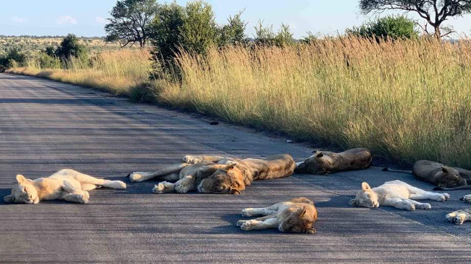 Lions enjoying their pride on road in Kruger National Park