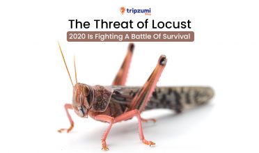 The Threat of Locust - 2020 Is Fighting A Battle Of Survival