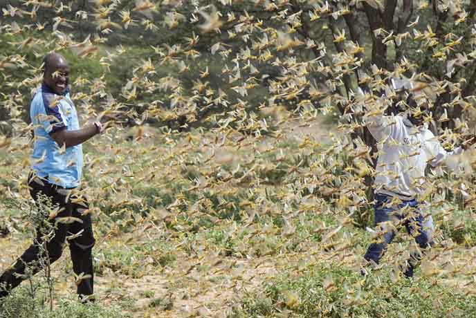 The locust attacks move to India and Pakistan