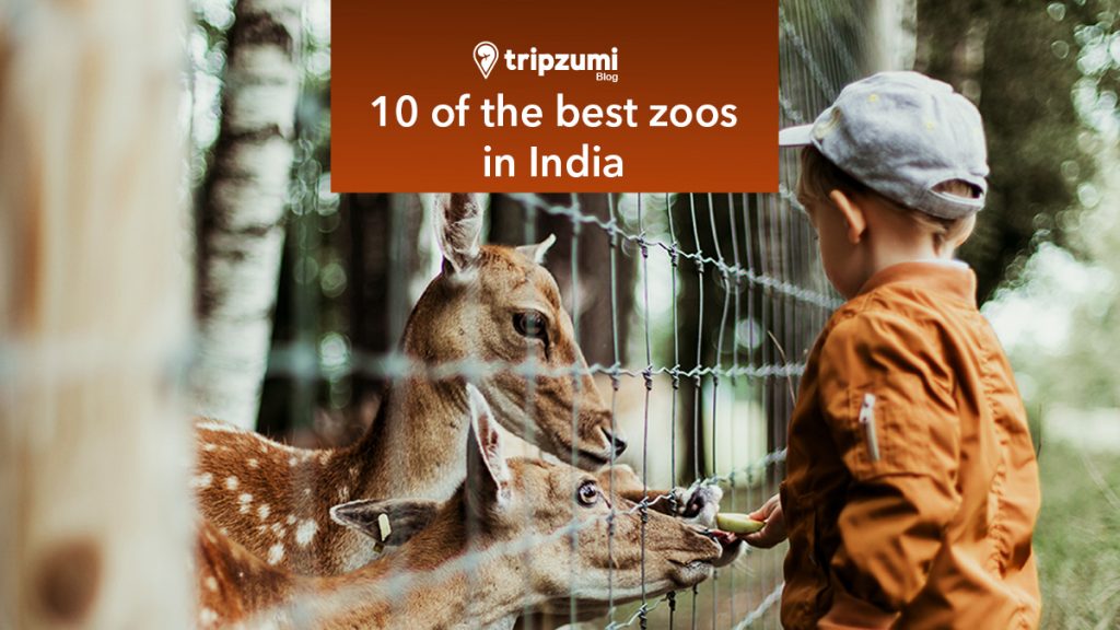 10 of the best zoos in India Tripzumi Blog