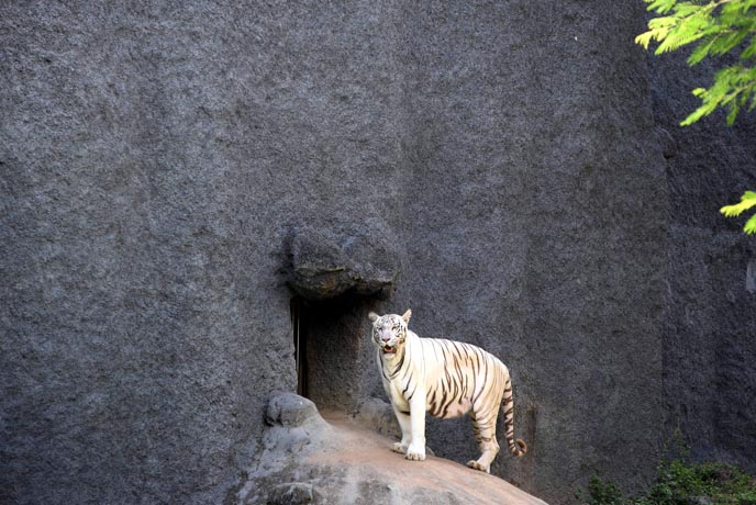 10 of the best zoos in India