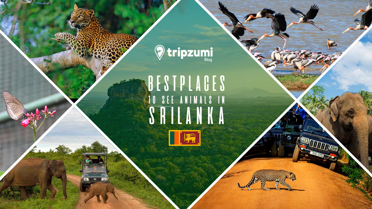 Best Places To See Animals In Sri Lanka - Tripzumi Blog